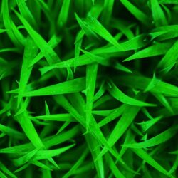 Green grass Wallpapers 10