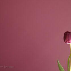 Tulip Wallpapers Tulip Desktop Backgrounds