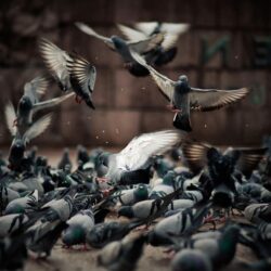 Pigeons wallpapers
