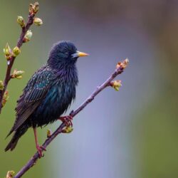 starling wallpapers for computer