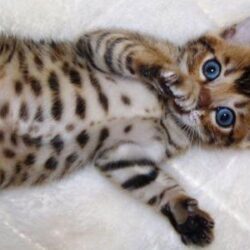 Bengal Cat wallpapers, Animal, HQ Bengal Cat pictures
