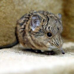 Facts About Elephant Shrew: Food, Environment, and Life