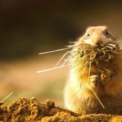Gopher HD Wallpapers