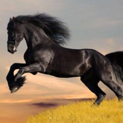 Black Horse HD Wallpapers