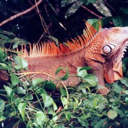 Red Iguana wallpapers Wallpapers