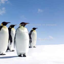 penguins north pole nice beautiful south sun
