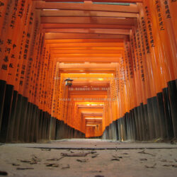 fushimi inari taisha japanese shrine torii