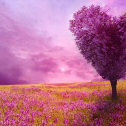Spring Widescreen Wallpapers Group