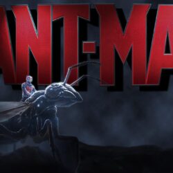 Ant