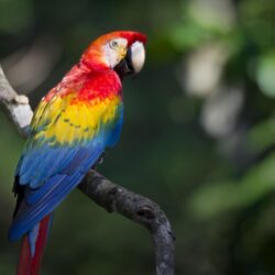 Red Macaw Wallpapers 7