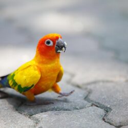 Parrot Wallpapers 13