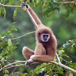 Best 55+ Gibbon Wallpapers on HipWallpapers