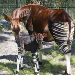 Wildlife Wednesdays: Rare Okapi Born at Disney’s Animal