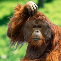 Orangutan Wallpapers HD Backgrounds, Image, Pics, Photos Free