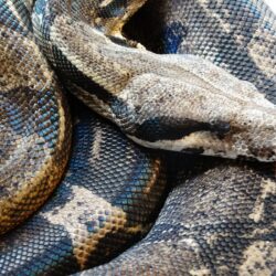 StocK: Anery Boa Constrictor