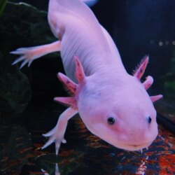 axolotl Group with 58 items