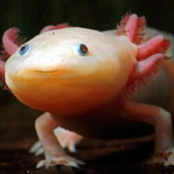 The axolotl, a fully aquatic salamander that spends its whole life