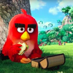 The Angry Birds Movie Wallpapers High Resolution and Quality Download