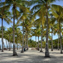 coconut tree lined beach free image