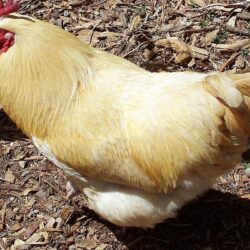 Hen wallpapers of domesticated yellow fertilizer － Animal Wallpapers