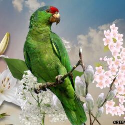GREEN PARROT Wallpapers and Backgrounds Image