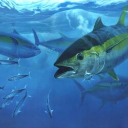 Yellowfin Torpedo