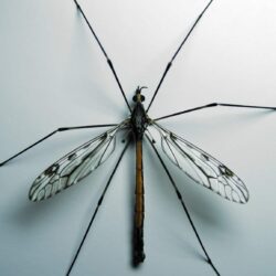 Crane Fly Insect Facts with Pictures