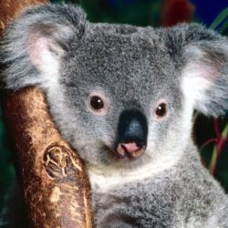 Animals For > Koala Wallpapers Windows 7