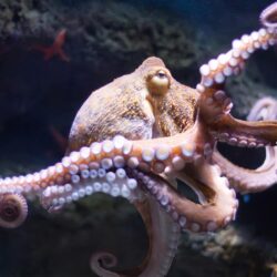 Real Octopus Image HD Wallpapers – Animals And Birds