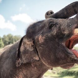 Elephant In Chiang Mai, Thailand ❤ 4K HD Desktop Wallpapers for 4K