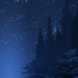 Download Anime Landscape, Forest, Night, Stars, Wolf