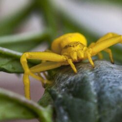 Yellow Flower Crab Spider Wallpapers and Backgrounds Image