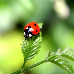 Desktop Wallpapers Lady beetle Insects Animals