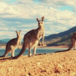 41 Kangaroo Wallpapers