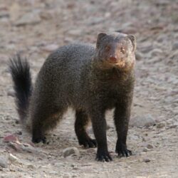 Quick! Get a mongoose to the front page and get rid of those