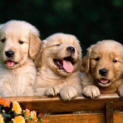 puppy wallpapers
