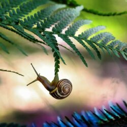 Amazing Snail HD Wallpapers