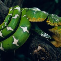 Snake Wallpapers: Different Family Type Of Sna