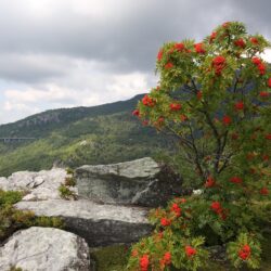 Photo Red Azaleas on the Blue Ridge Parkway
