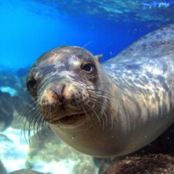 4k Wallpapers Sea Lion Galapagos Island Ecuador Underwater Close Up