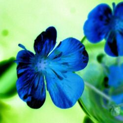 Flowers Blue HD Wallpapers