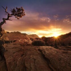 nature, Landscape, Fall, Sunset, Desert, Trees, Zion National Park