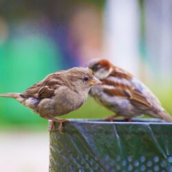 Sparrow Wallpapers and Backgrounds Image