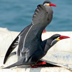 The Inca Tern