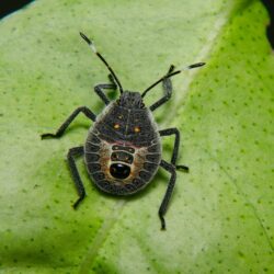 Stink Bug Pictures