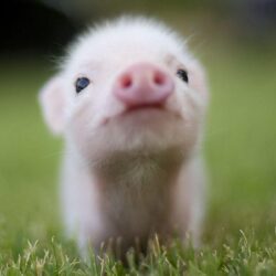 Pig HD Wallpapers
