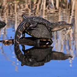 Baby Crocodile On Tortoise HD Wallpapers