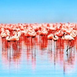A flock of flamingos in Lake, Nakuru, Kenya.