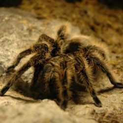 Tarantula Wallpapers