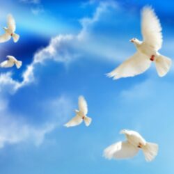 Peace Dove Wallpapers 15
